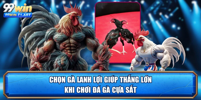 Chọn gà lanh lợi giúp thắng lớn khi chơi đá gà cựa sắt