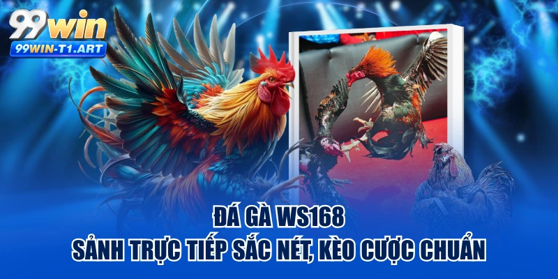 Đá Gà WS168 - Sảnh Trực Tiếp Sắc Nét, Kèo Cược Chuẩn
